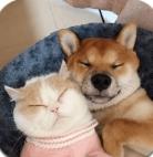 萌趣猫狗翻译器手机版