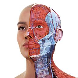 Complete Anatomy 2022